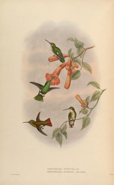 Panychlora russata = Chlorostilbon russatus Panychlora stenura = Chlorostilbon stenurus door John Gould